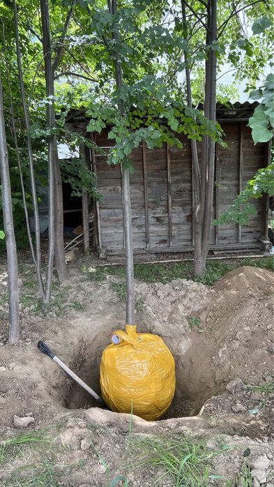 Саженцы липы(Липа), дерево, сад