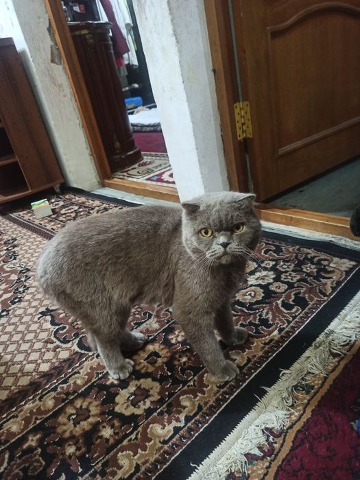Scottish Fold parodali mushuk