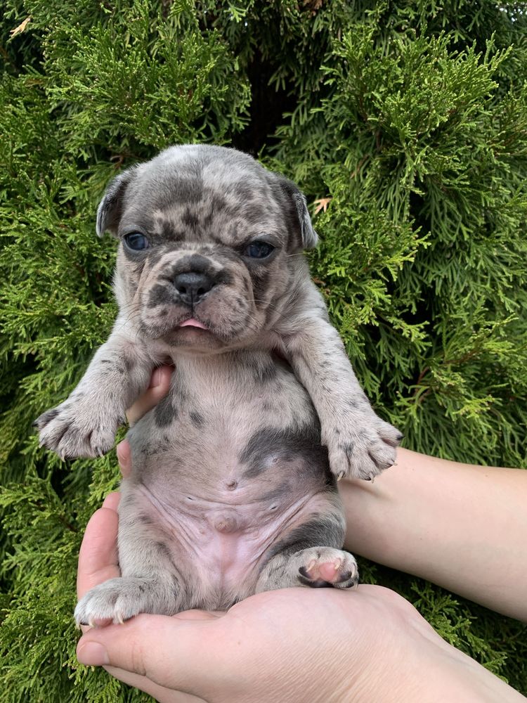 Френски Булдог French Bulldog
