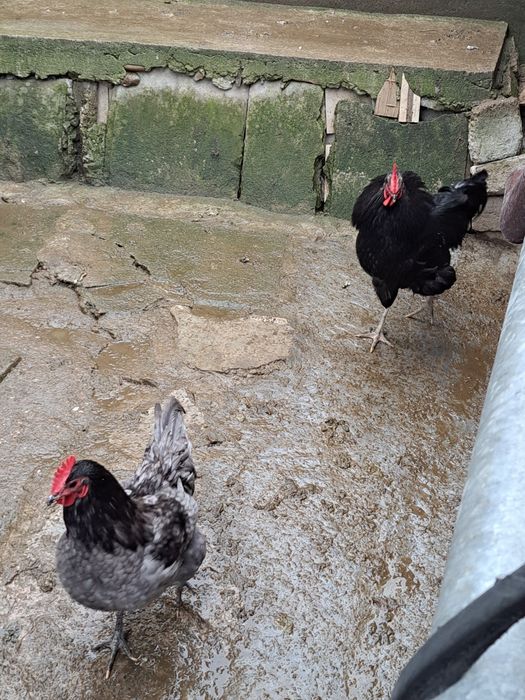 Vand cocosi Australorp
