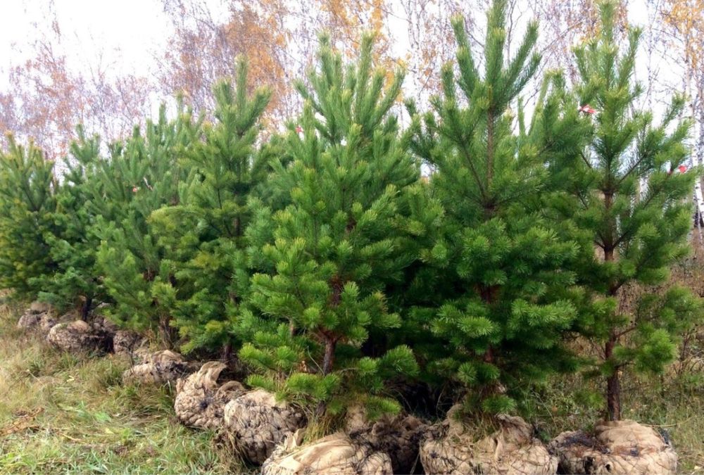 Plante ornamentale maslin cedru frasin tei artar japonez