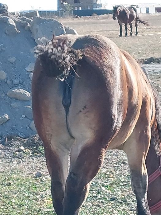 Vand manza murga de 9luni.