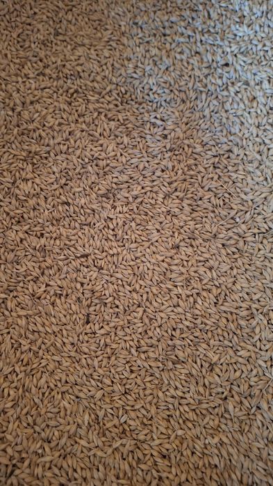 Orzoaica de primăvară