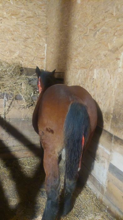 Vând manza de șase luni