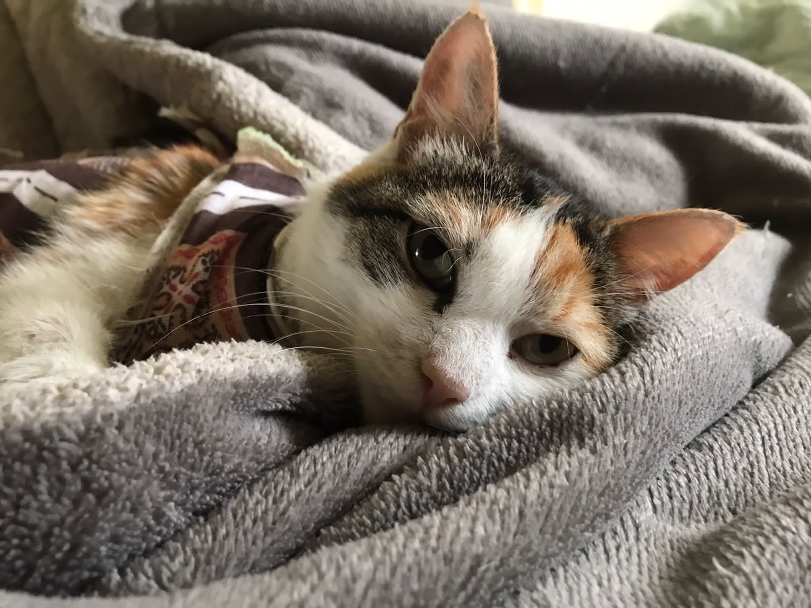 Кошка ищет семью и дом