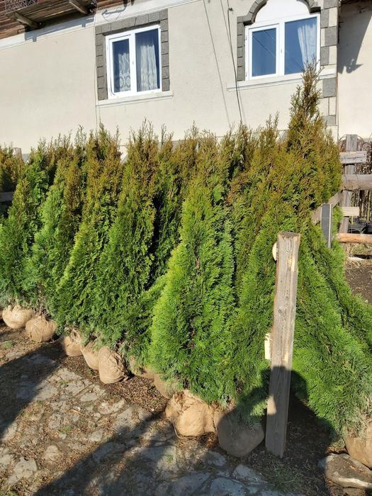 Vand tuia smarald columna braband Lelandy spirale pon pon fontina