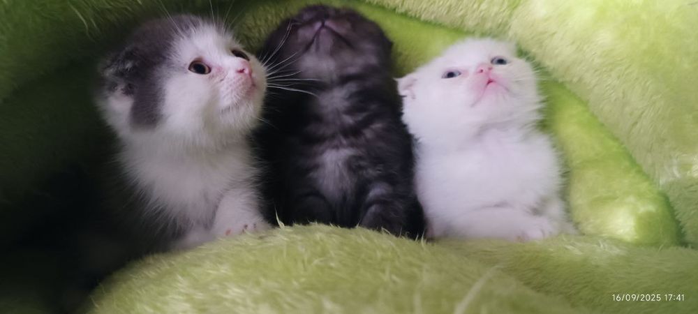 Скоттиш-фолд пушистый красавец.