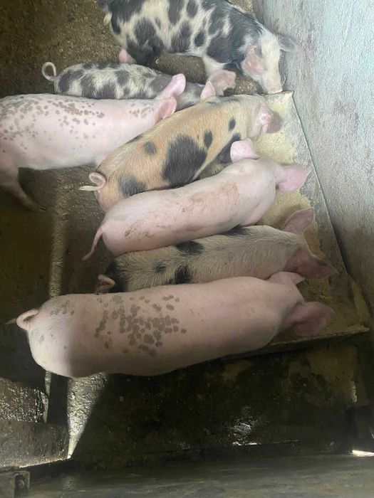 Малки прасенца по 20-25кг .Гълъбово обл Ст.Загора