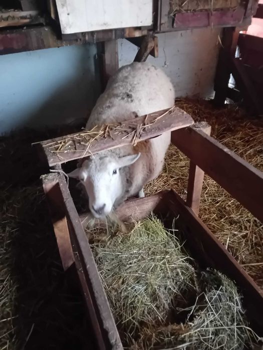 Vand berbec texel varsta 16 luni oaie gestanta mieluta
