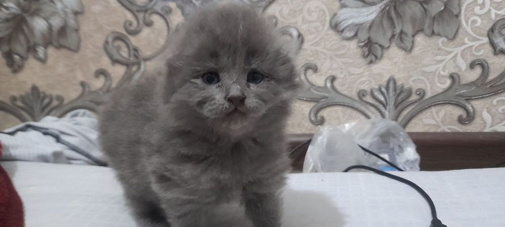 Срочно продаются котята