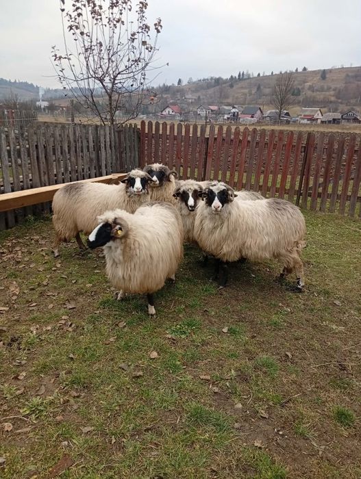 Oi tinere  de vânzare