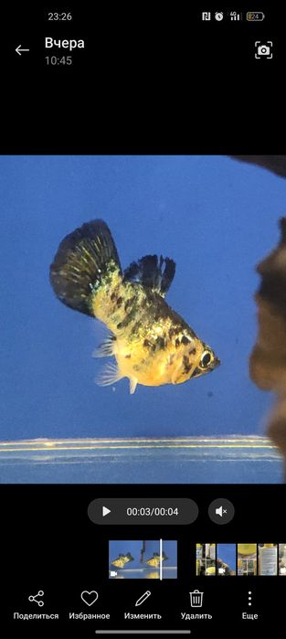 Рыбка моллинезия (молли баллон) самка 1 шт.