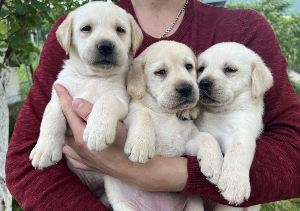 Продаются чистокровные щенки лабрадора  ретривера
