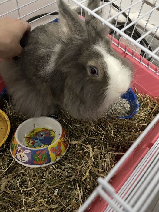 Donez iepure pitic si cusca