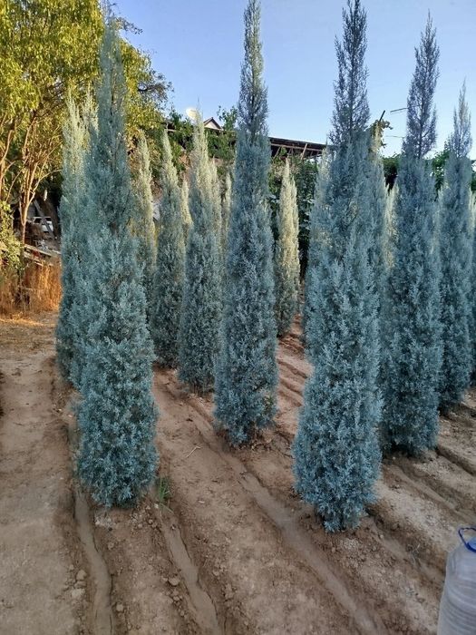 Кипарис Аризонский Италия