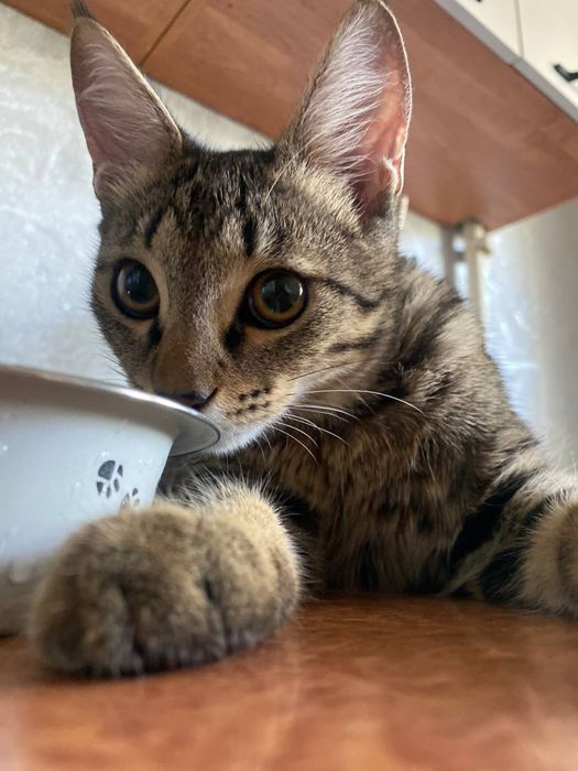 Котенок мальчик, 6 месяцев, привит, приучен к лотку