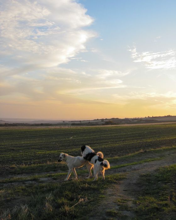 Дигитален фотоапарат Canon Ixus 990 IS