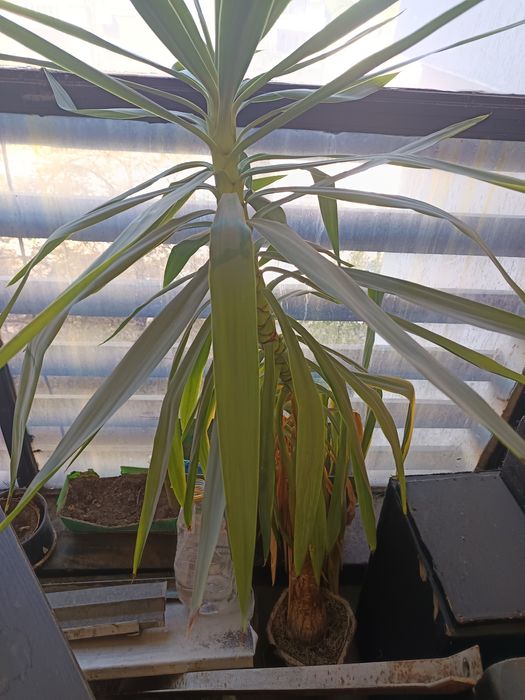 Юка над 2 метра  24 годишна