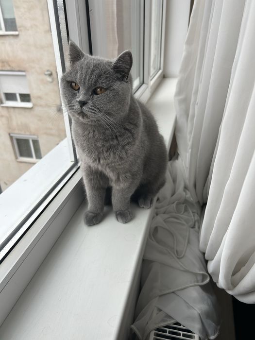 Pisic british varsta 9 luni