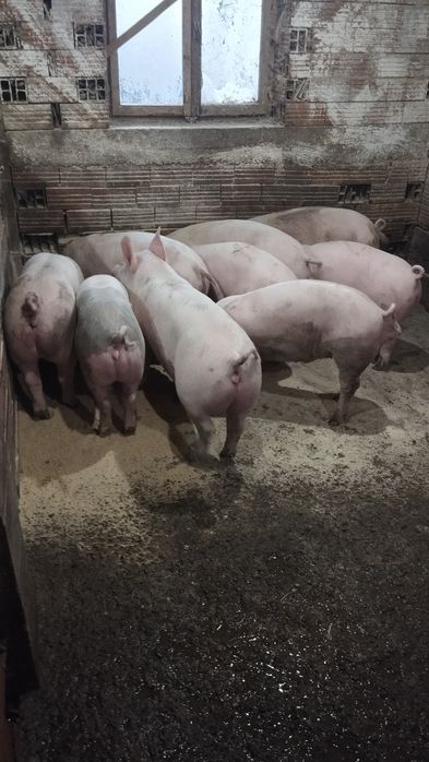 Продавам прасета