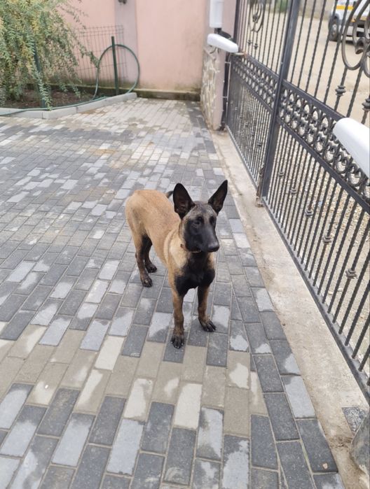 Femela ciobanesc belgian malinois