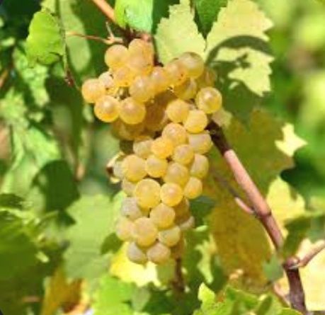 Vând struguri !! 3,50