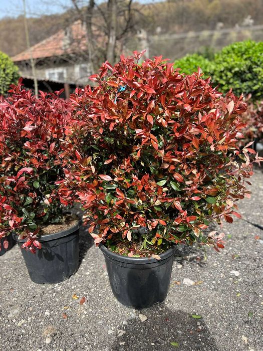 Pothinia   red  tuia spirala