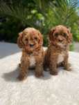 Продавам Кавапу/ Cavapoo