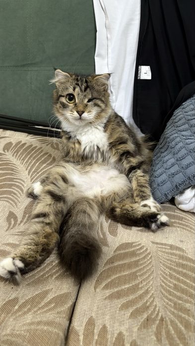 Котята ищут своего хозяина