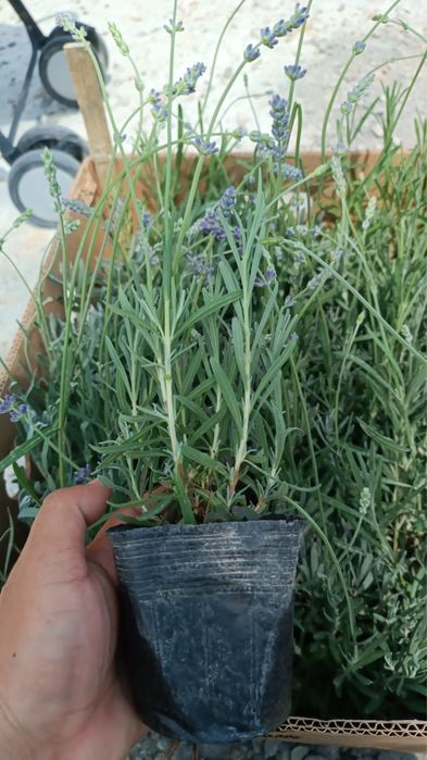 Лаванда.Розмарин.Тимьян