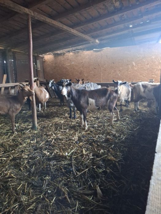 Vând 10 capre și 3 iede