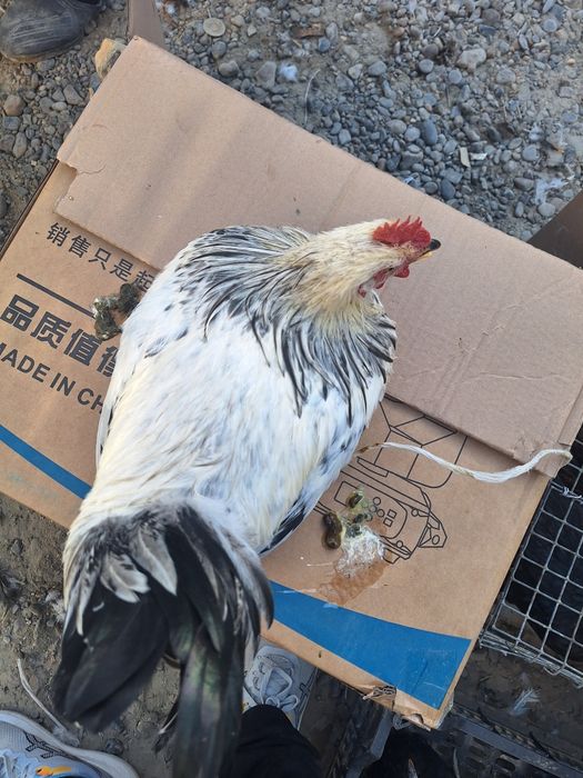 Xo'roz sotiladi 120.000 so'm