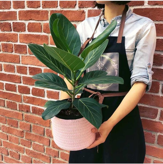 Уход за комнатными растениями