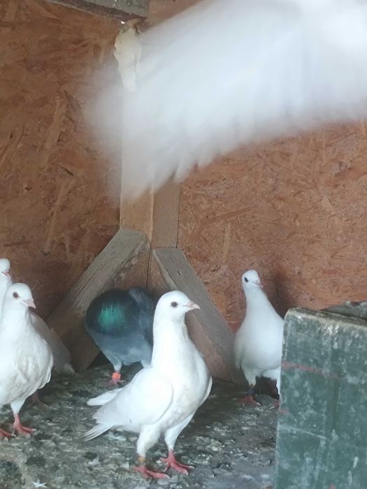 Vând porumbei rasă mică