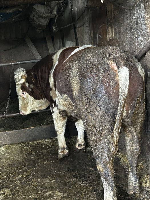 Vind tauri si vitele