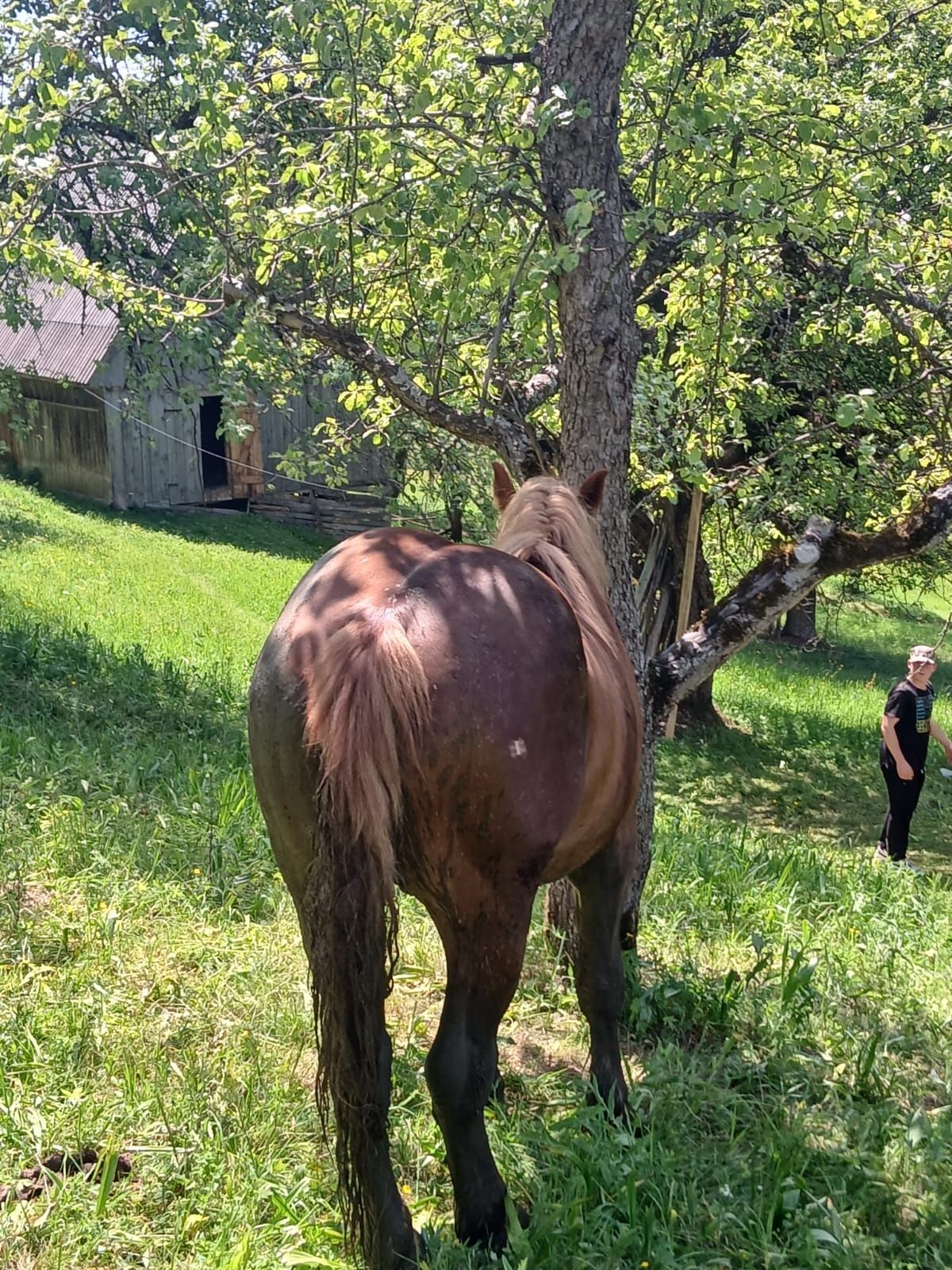 Vând mânz de 2 ani și unul de 1 an