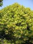 Tei mirositor , argintiu ( Tilia tomentosa)