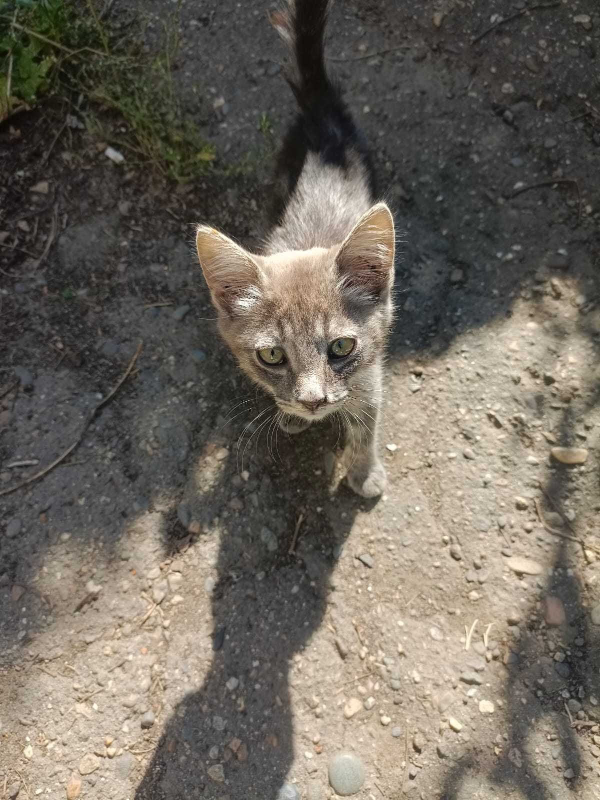 SOS Котята ищут дом