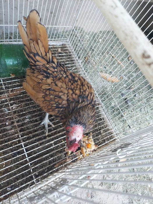 Zolotoy sibrayt jo'ja xo'rozchasi sotiladi