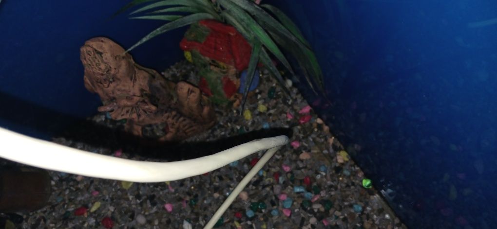 Akvarium sirochna sotildi
