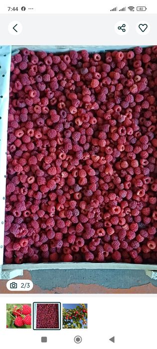 Ремонтантная малина сорт полька