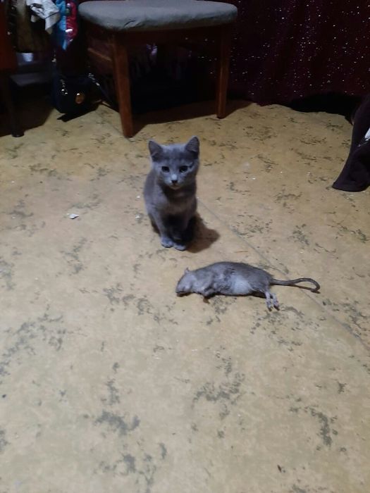 Кошечка мышелов.2.5мес.