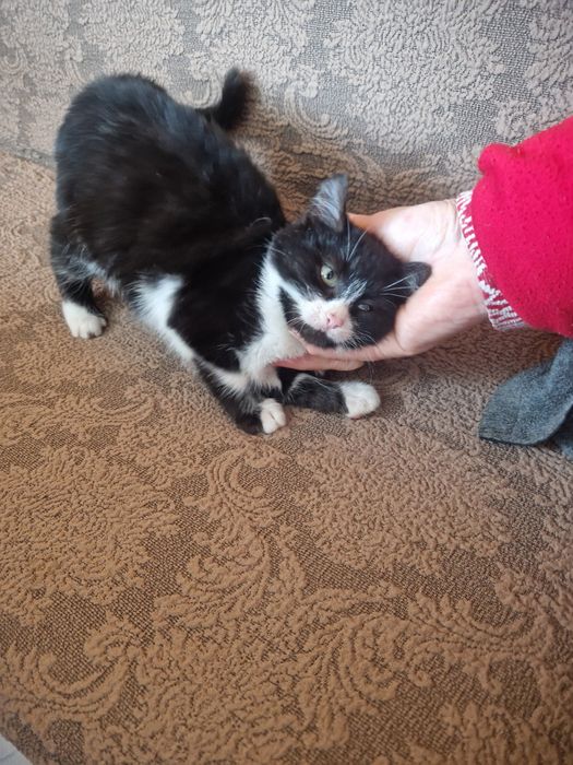 Котенца си търсят грижовни стопани