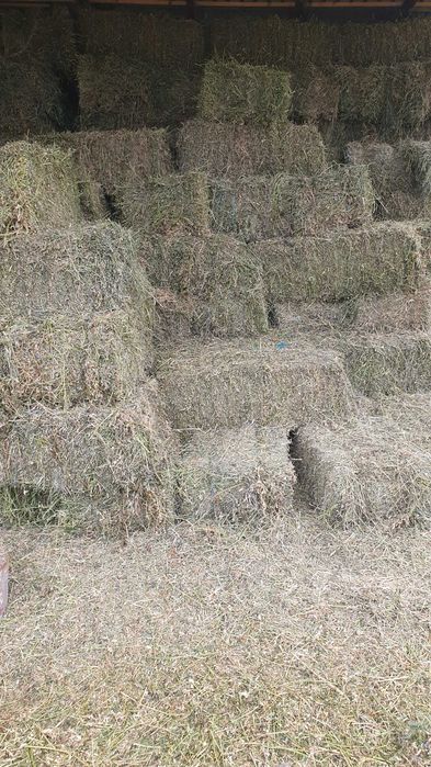 Vand baloti lucernă