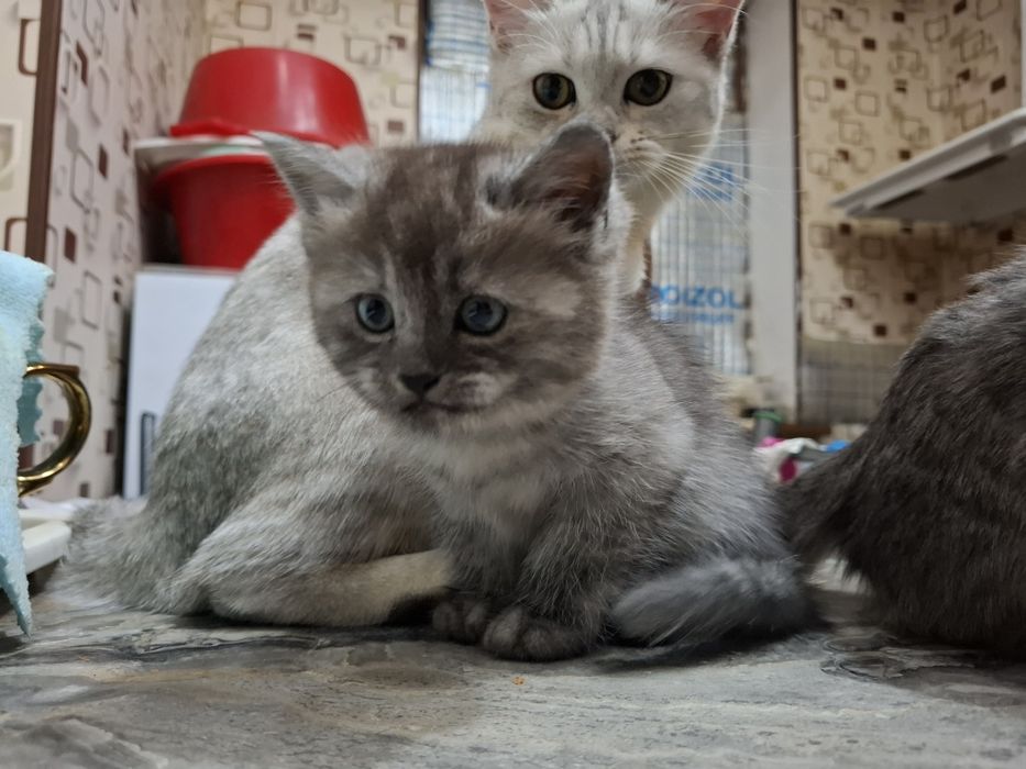 Котята на продажу