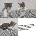 Отдам котят в хорошие руки