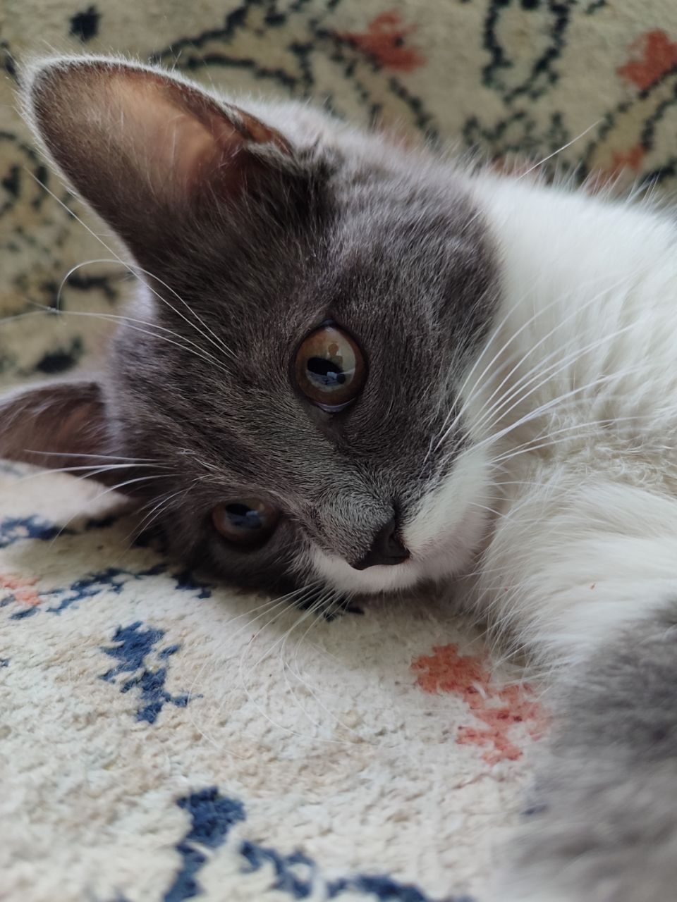 Кошка,  mushuk ozoda