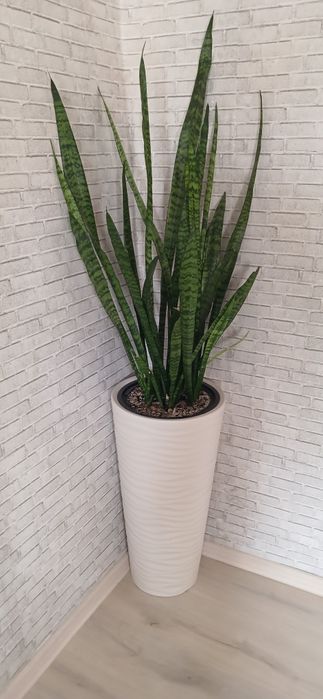 Продам цветок тёщин язык