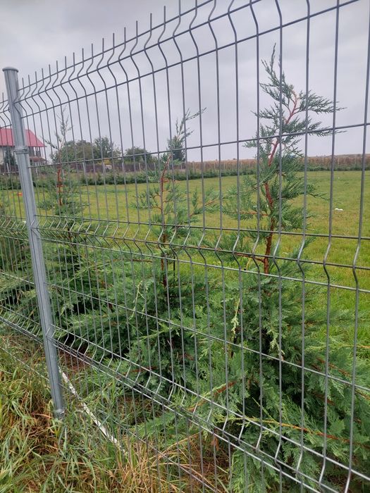 Închiriez teren 1800mp plopeni Salcea