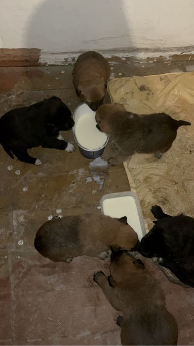 Бельгийская овчарка малинуа